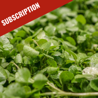 NEW | Produce Alive Fresh Watercress (Subscription)
